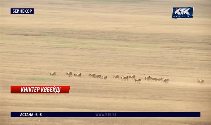 Еліміздегі ақбөкендер 4 миллионнан асты