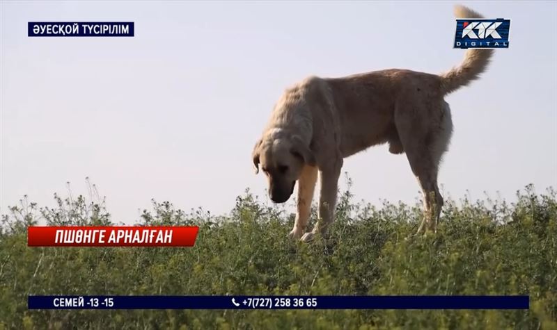 Индербор тұрғындары Атырауда Пшөн есімді итке ескерткіш орнатпақ