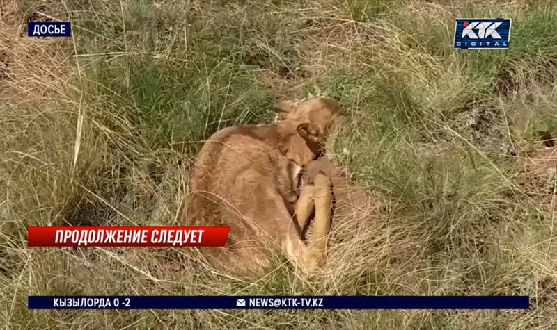 Самки сайги в Казахстане теперь рожают двойни 