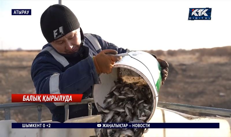 Экобелсенділер: Атырауда балық әлі қырылып жатыр