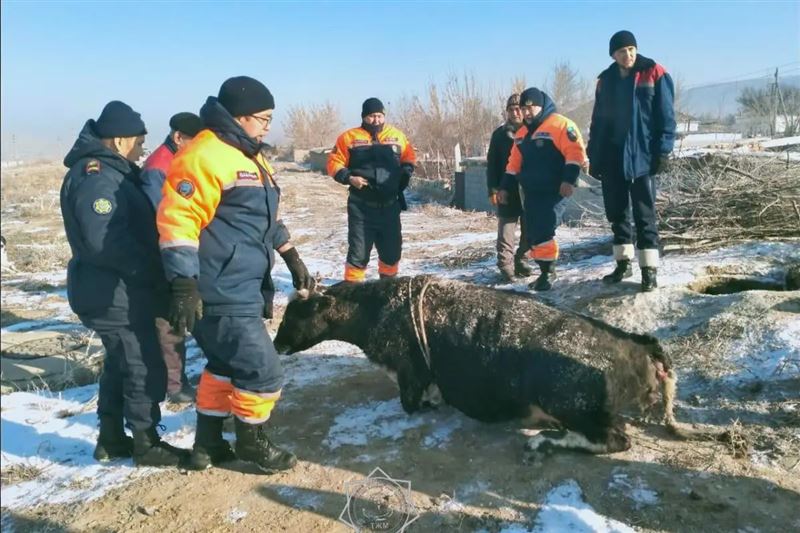 В Жамбылской области спасатели извлекли корову из колодца