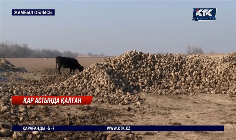 Жамбыл облысында жүз тоннадан астам қант қызылшасы қар астында қалған