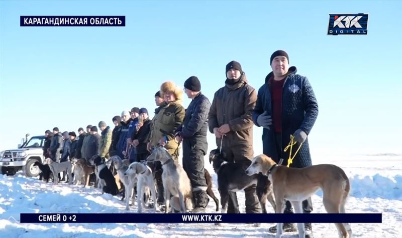 Соревнования щенков породы тазы прошли в Казахстане