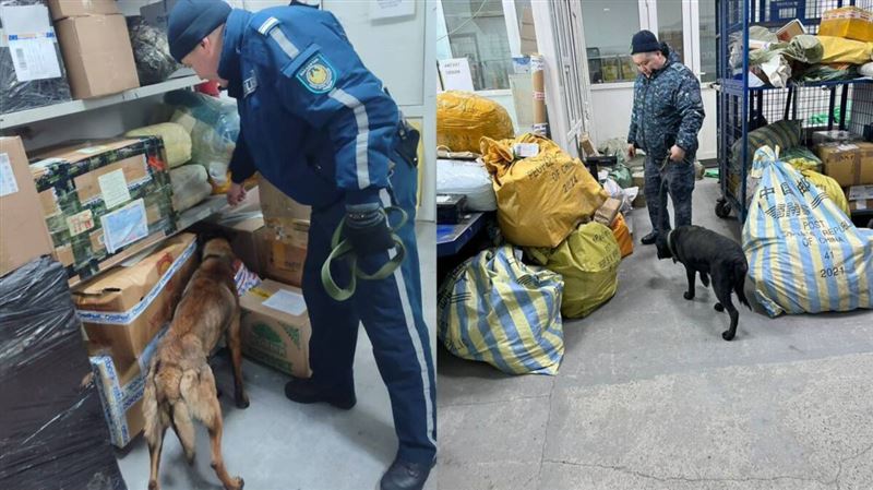 В Абайской области проверили посылки на наркотики с помощью служебных собак