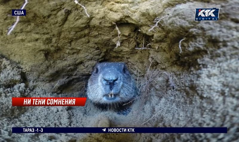 Долгую зиму предсказал сурок Фил