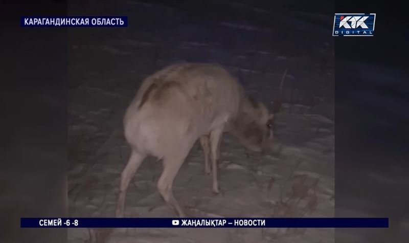 Застрявшего в снегу сайгака спасли в Карагандинской области