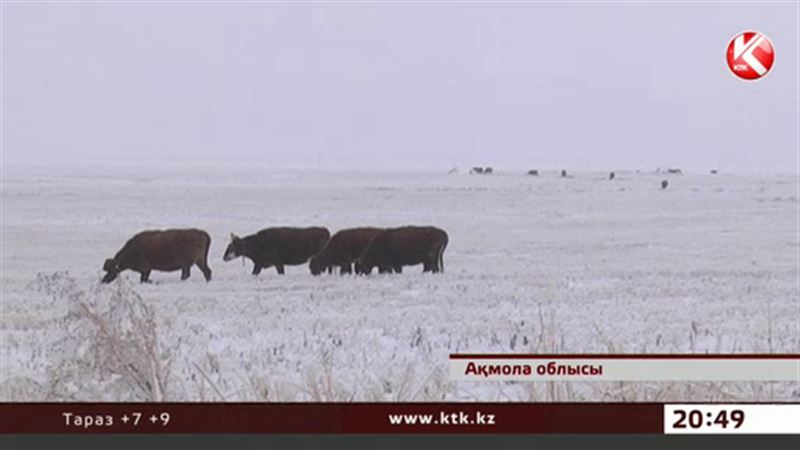 Ақмола облысында қар астында қалған астық енді малға жем болып жатыр