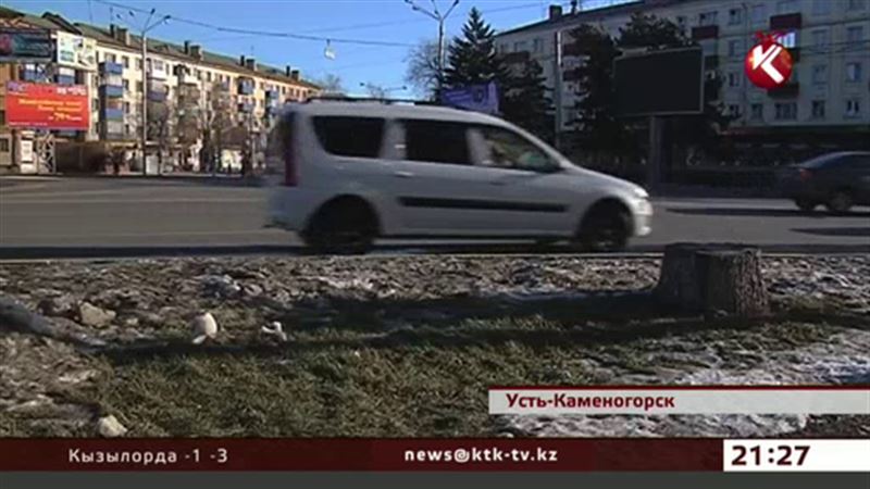 В Усть-Каменогорске на деревьях набухли почки