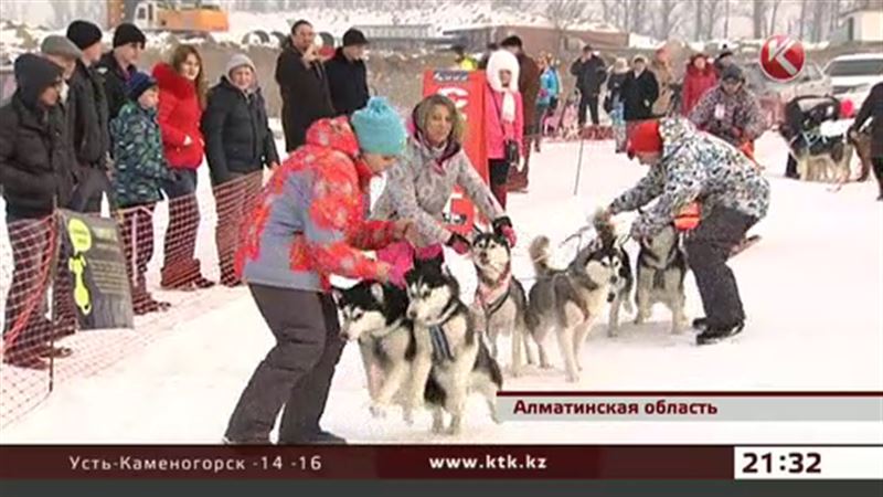 В Алматинской области состязались собаки – на упряжках