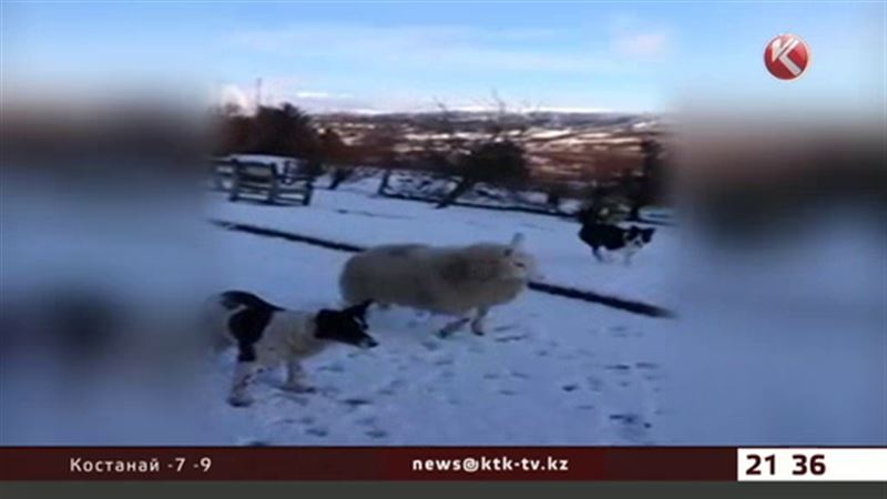 Два миллиона посмотрели в сети ягненка-собаку