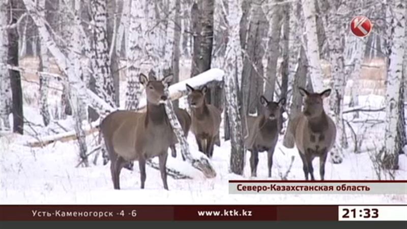 В СКО лесники подкармливают диких животных