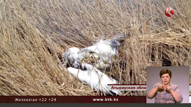 В Атырауской области погибли 70 пеликанов