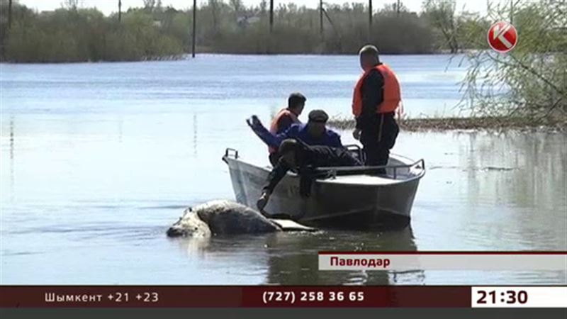 Какое молоко дает утонувшая корова