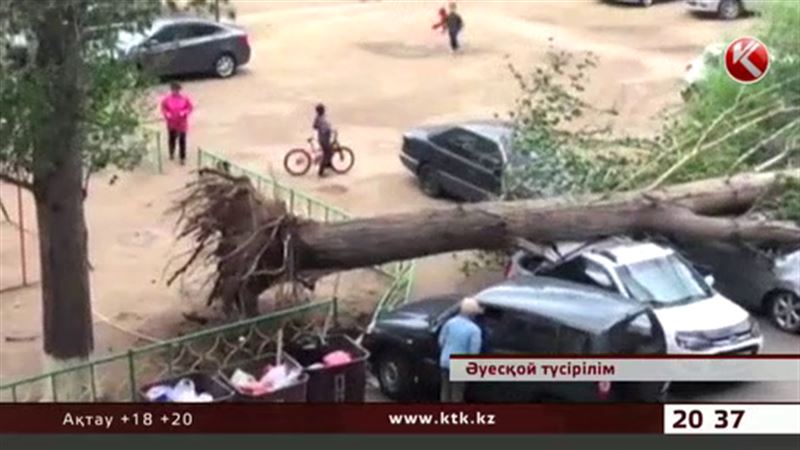 Павлодарда терек құлап көліктерді басып қалды