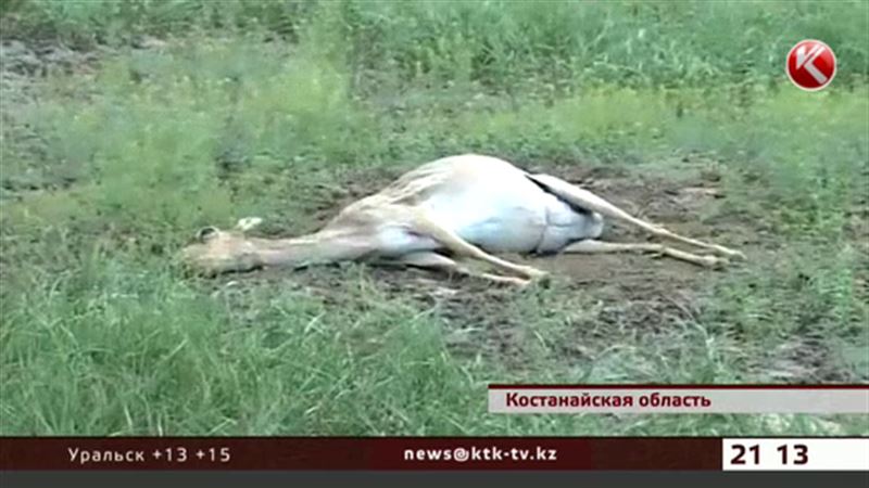 В костанайской степи продолжает гибнуть сайга