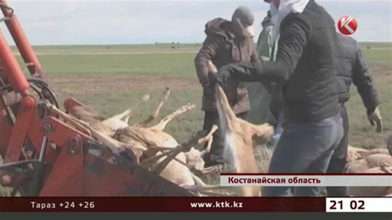 Прямой связи между выбросом гептила и гибелью сайги нет