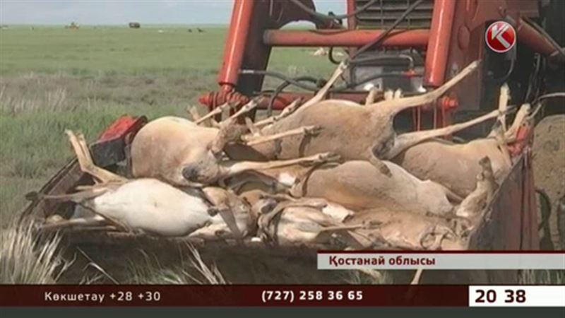 Мамытбеков: Киіктердің неден қырылғаны жұмбақ күйінде қалуы мүмкін