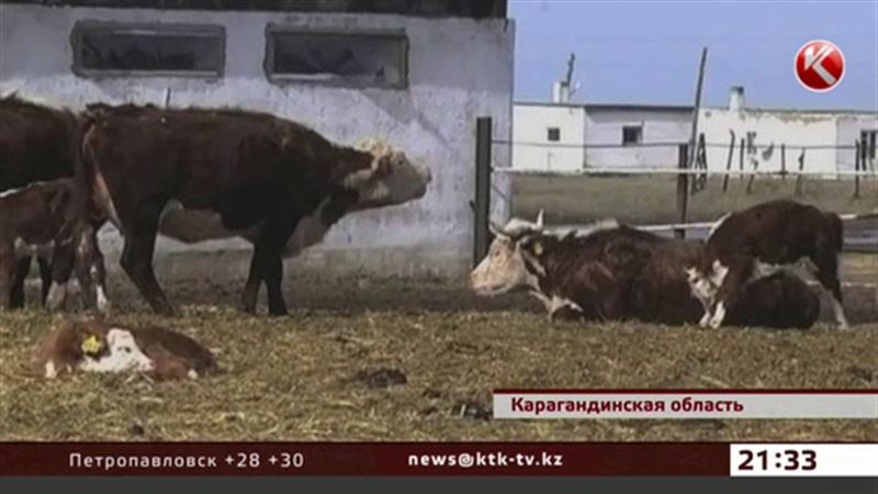 В карагандинском поселке запретили есть мясо