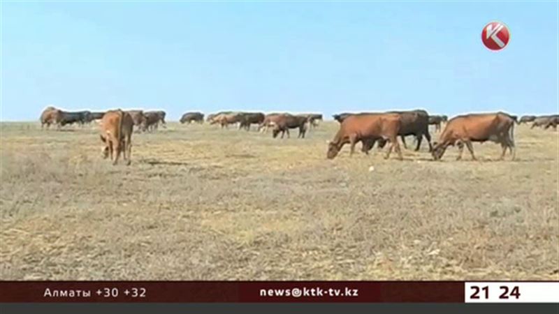 Падеж скота в Актюбинской области: версии закончились