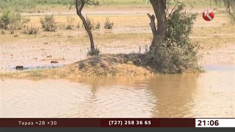 В Жамбылской области после сильнейшего ливня сошел сель