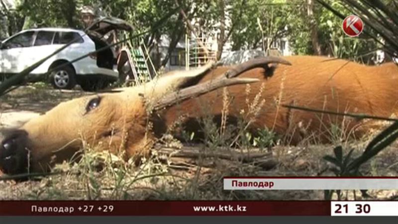 Причиной гибели косули в Павлодаре стал сторожевой пес