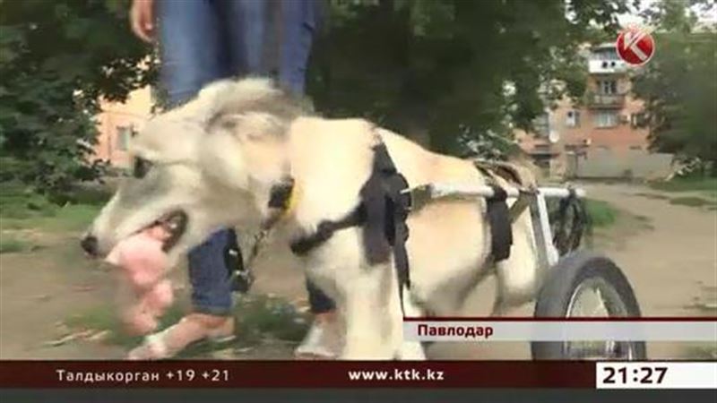 Павлодарские защитники животных поставили покалеченную собаку на колес