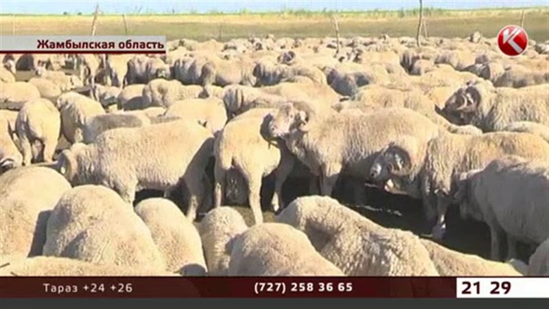 Жамбылский чабан заявляет, что больные бруцеллезом животные не уничтожаются