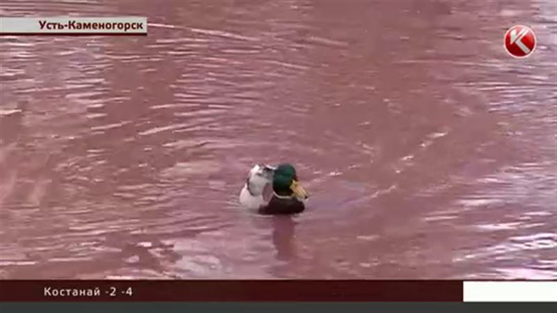 В центре Усть-Каменогорска водоём окрасился в кровавый цвет