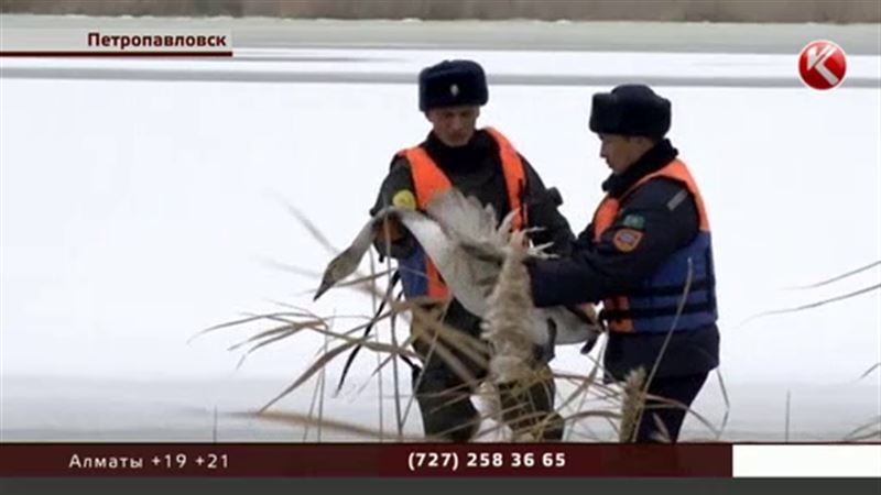 В Петропавловске с риском для жизни спасали кликунов и шипунов