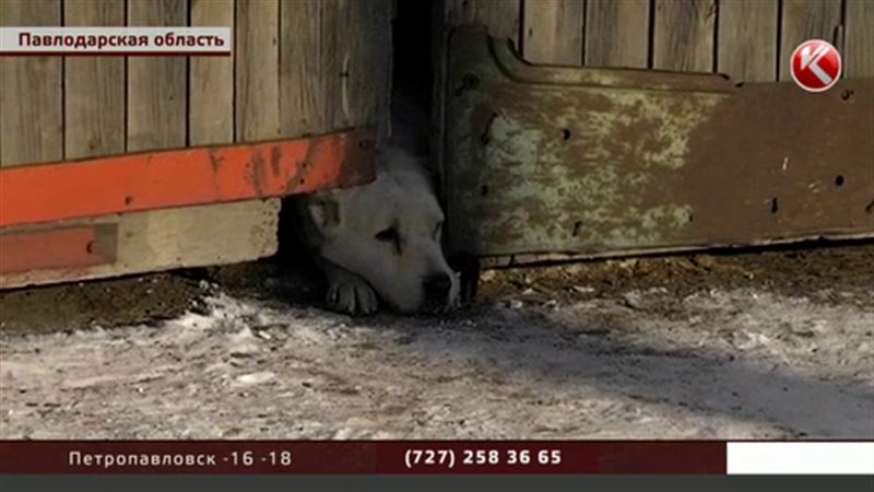 Барымтачи в Павлодарской области подсыпают сторожевым собакам снотворное 