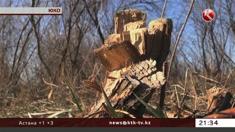 Обычный кустарник перессорил жителей Южного Казахстана