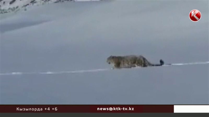 Ради эффектного видео казахстанцы едва не загнали снежного барса