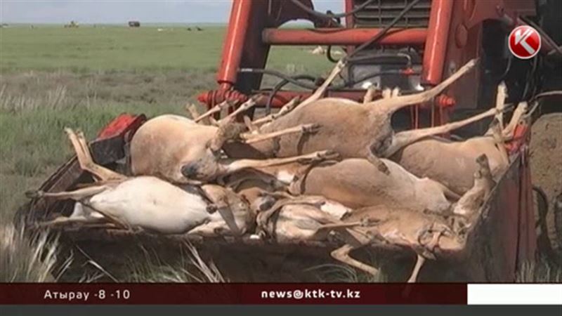 Минсельхоз не может взять под охрану каждого сайгака