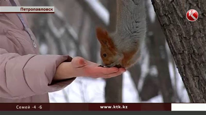 В Петропавловске наплыв разленившихся белок