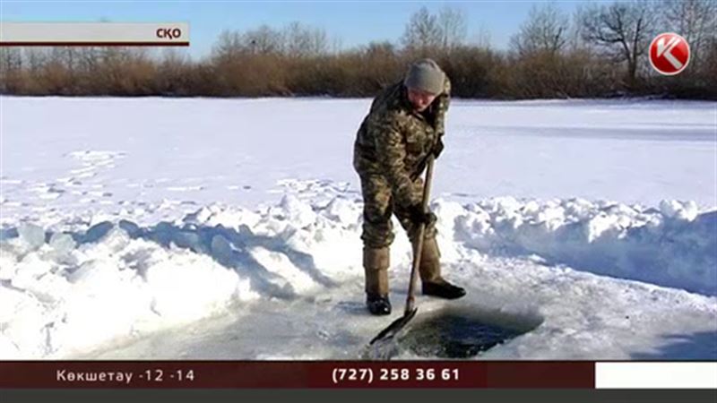 Солтүстік Қазақстанның өзен-көлдеріндегі балықтар қырылып жатыр