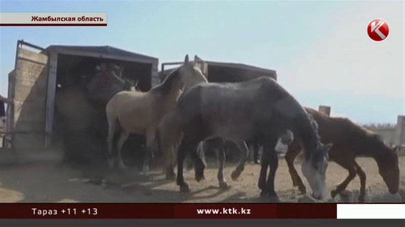 Жамбылские полицейские наконец разыскали скотокрадов