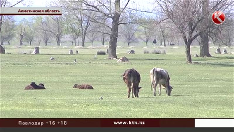 У земли, где чабаны много лет пасут скот, вдруг объявился хозяин  