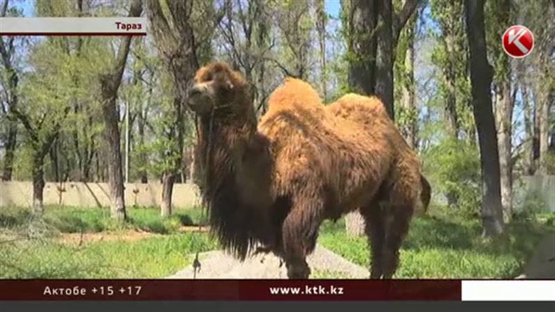  Видео жестокой дрессировки верблюда возмутило жителей Тараза