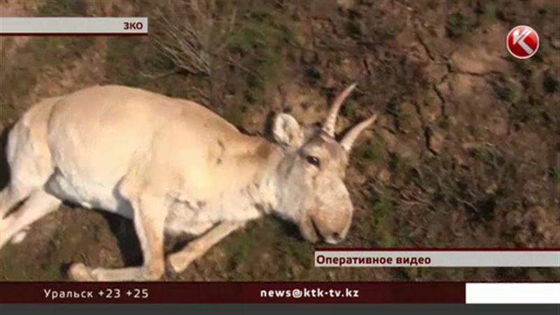 В ЗКО браконьеры нещадно отстреливают сайгаков