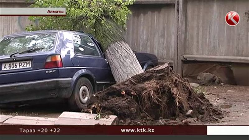 В Алматы рухнувшее дерево расплющило машину