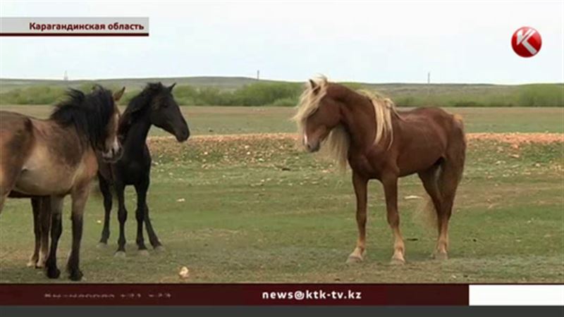 Брачные танцы коней могут стать достоянием мировой культуры