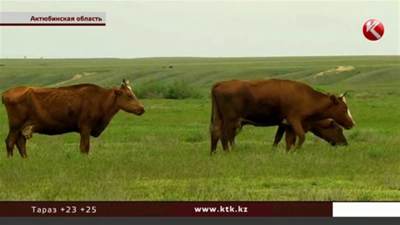  Актюбинские сельчане, как выяснилось, пустили под нож десятки коров в целях профилактики