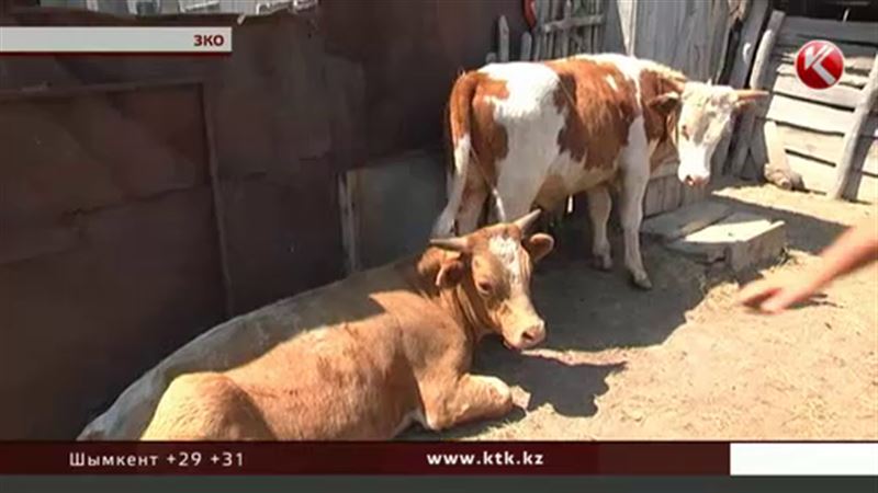 В селах Западного Казахстана гибнет скот