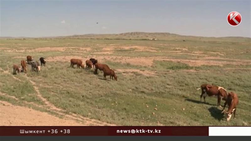 Казахстанские санврачи боятся вспышки сибирской язвы и в Астане