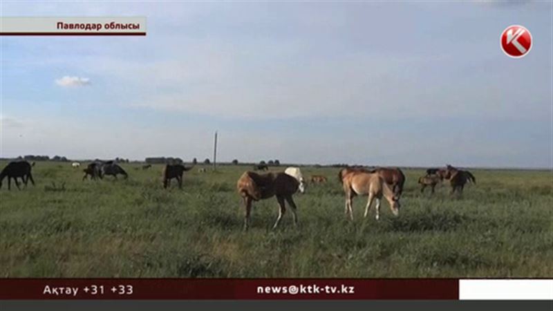 Жүзден аса жылқыны жымқырып, ізін суытқан бақташы іздестірілуде