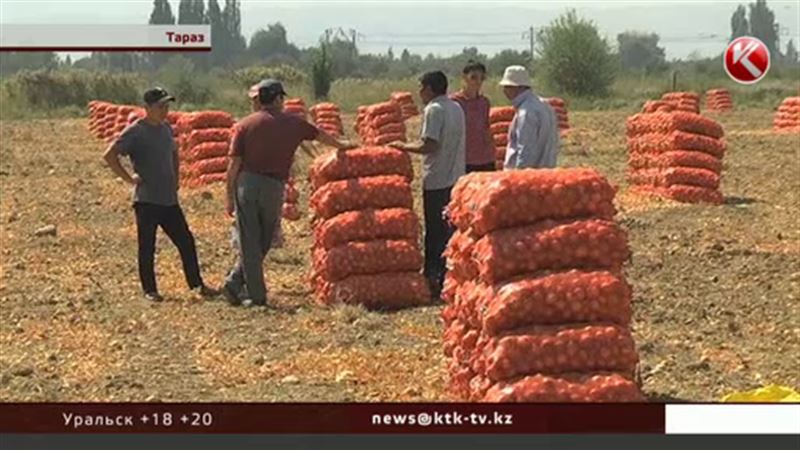 Сотни тонн казахстанского лука могут сгнить из-за новых тарифов железной дороги