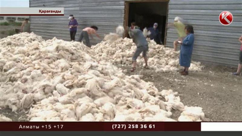 Қарағандыдағы құс фабрикасының бірінде 16 мыңнан аса тауық қырылып қалды