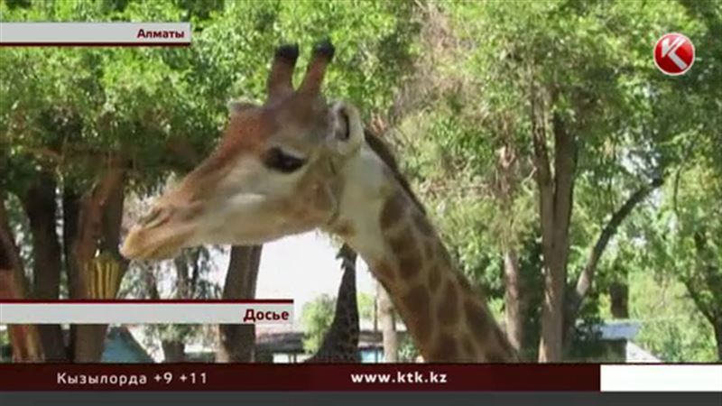 Жирафа в алматинском зоопарке, возможно, отравили сами сотрудники