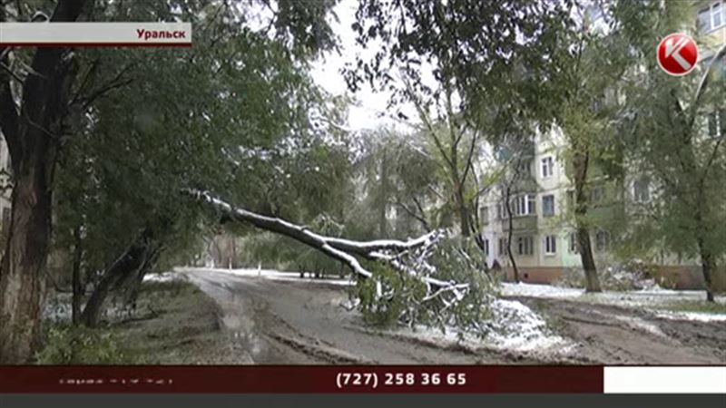 Уральск засыпало сломанными деревьями