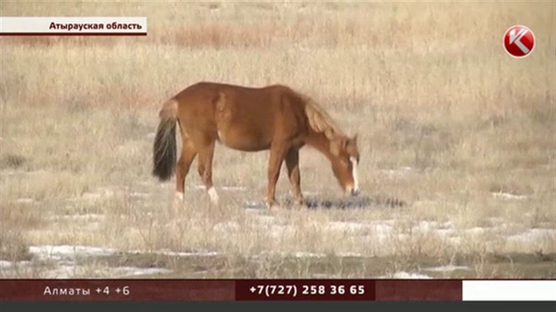 В Атырауской области у сельчан воруют лошадей, взятых в кредит